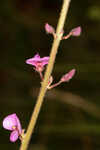 Florida ticktrefoil